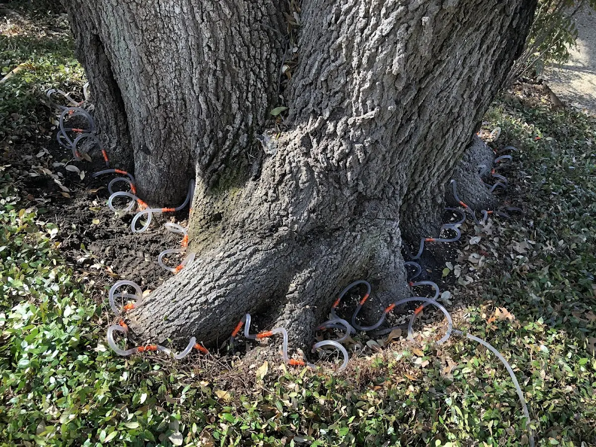 Detailed Tree Cabling and Bracing job site in Oliver