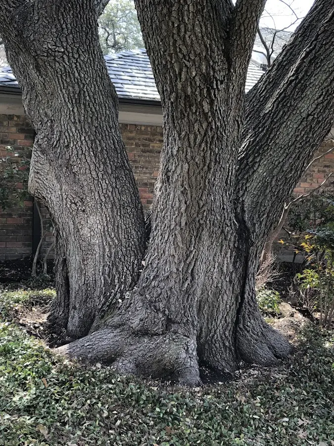Mature heritage tree close to a Oliver property cared for by certified arborists